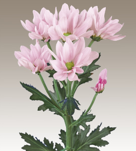 セイオルビア