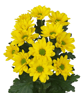 ダッチマスター